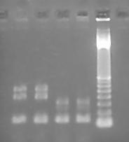 1 2 3 4 5 sea (544 pb) seb (416 pb) fema (132 pb) 100 pb sed (330 pb) sec (257 pb) Figura 1: produtos de PCR visualizados em gel de agarose 1,5%, corado com brometo de etídeo.
