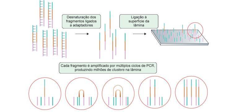 Tipos de detecção Sequenciamento baseado em síntese -