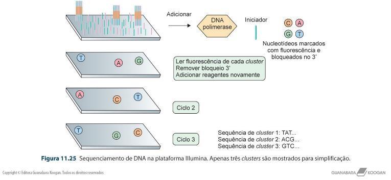 Tipos de detecção Sequenciamento baseado em síntese -