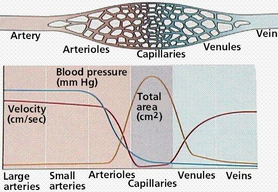 VASOS SANGUÍNEOS Nas artérias, o que impulsiona o fluxo de sangue é a força gerada pelos batimentos cardíacos A pressão arterial