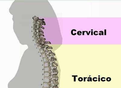 - Existem diferentes tipos de vértebra, determinando as regiões da coluna: Cervical: 7 vértebras; Torácica: 12