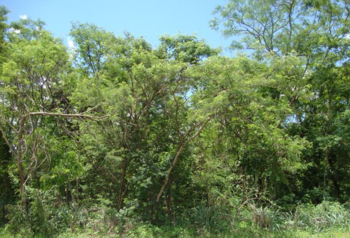 Os fragmentos de matas nativas preservadas são característicos de vegetação do bioma da mata atlântica e fisionomia vegetal da Floresta Estacional Semidecidual (Mata Semicaducifolia) (Figura 9).
