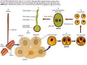 Embriogênese e germina ção