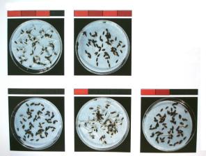 Na natureza: Escarificação - microorganismos do solo - trato digestivo de dispersores - fogo - alternância de temperaturas Fatores necessários para a Umidade Temperatura Oxigênio (Luz) Estratificação