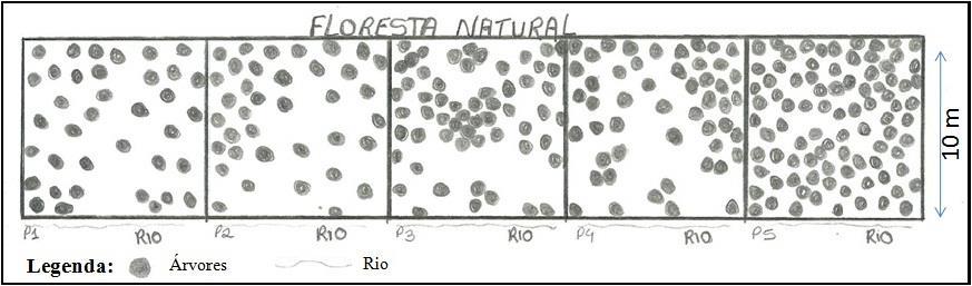 DOI: http://dx.doi.org/10.4025/bolgeogr.v37i1.36359 41 Leguminosae- Mimosoideae Ocoteacorymbosa(Meisn.) Mez Nectandramegapotamica(Spreng.