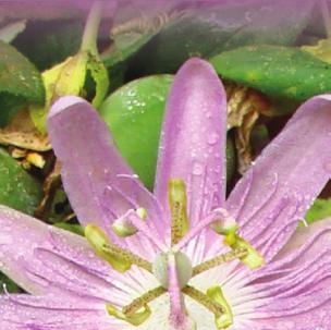 br/ Fone: (61) 3448-4224; (61) 3448-4458 lancamentoornamental2016/ Pesquisadores responsáveis pelas informações Fábio Gelape Faleiro a cultivar As sementes precisam de um tratamento com fitohormônios