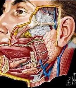 Existem 3 pares de glândulas salivares maiores: Parótidas Submandibulares Sublinguais Além disso, existem de 600 a 1000 glândulas salivares menores, distribuídas de forma difusa por vários pontos