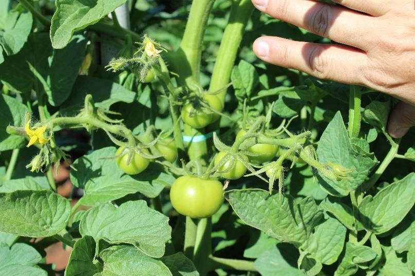 24 DE MAIO DE 2018 Avaliação: Florada com bom pegamento; frutos uniformes (Foto 23 abaixo). Nota-se também o vigoroso desenvolvimento das plantas (Fotos 24 a 26 abaixo).