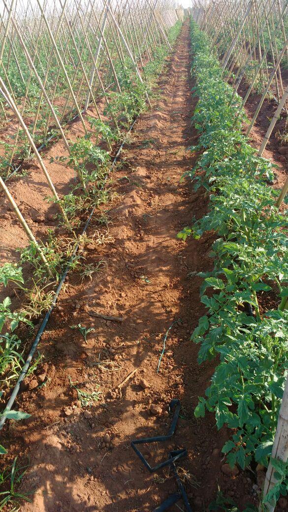 Foto: 10 Plantas da esquerda: não tratadas Plantas da direita: tratadas com ALBIT e PROLIS.