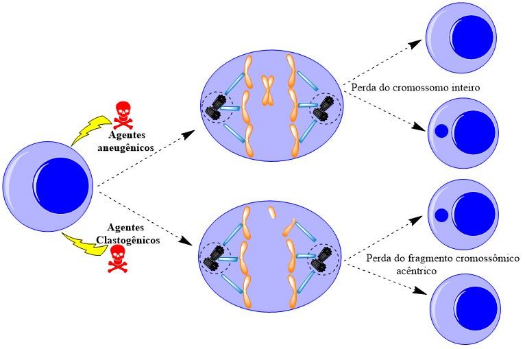 agentes que afetam o fuso mitótico (Figura 4).