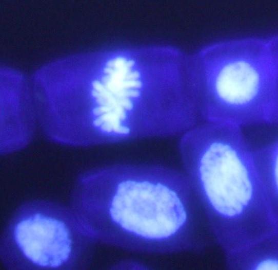 As aberrações cromossômicas consideradas no presente estudo (fragmentos cromossômicos, cromossomos atrasados e pontes anafásicas) estão