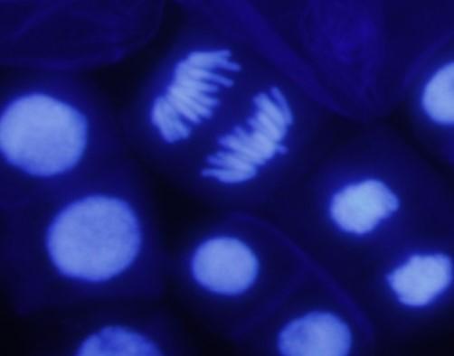 Pontes e fragmentos cromossômicos na anáfase e telófase indicam quebras cromossômicas devido a efeitos clastogênicos, enquanto cromossomos