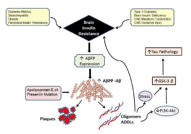 Assim, lípidos tóxicos, como as ceramidas, produzidas no fígado com resistência á insulina podem ser mediadores da neurodegenerescência e exercem o seu poder neurotóxico no SNC através do eixo