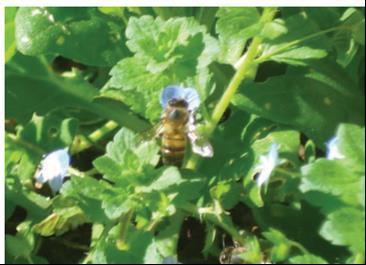 18 Figura 1: Representação da espécie de abelhas Apis melífera. Fonte: Kolc (2014, p. 05).