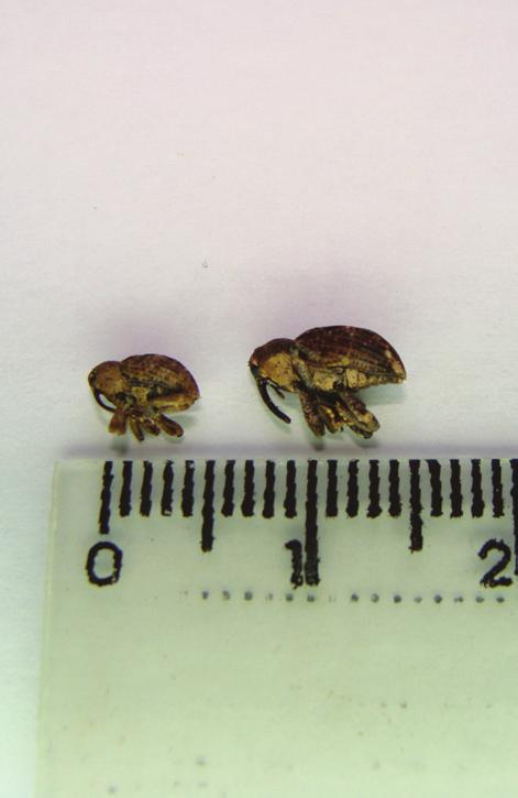 (Coelosternus) (Coleoptera: Curculionidae) vem assumindo crescente importância nas regiões produtoras de mandioca (Figura 1).