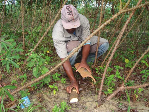 Para localização de focos e locais de entrada de adultos das brocas da haste no mandiocal se recomenda instalar, inicialmente, um conjunto de armadilhas CNPMF ao redor da área de produção