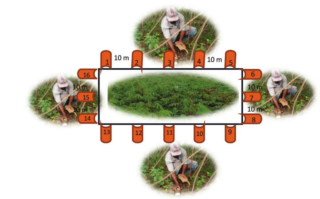 4 Índice BAD (broca/armadilha/dia) para monitoramento das brocas da haste da mandioca (Sternocoelus spp.) utilizando a armadilha... Foto: Romulo da S. Carvalho Figura 4.