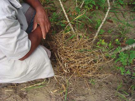 5 Fotos: Romulo da S. Carvalho Índice BAD (broca/armadilha/dia) para monitoramento das brocas da haste da mandioca (Sternocoelus spp.