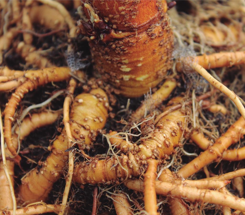 Figura 2 - Sistema radicular do lúpulo. No detalhe, raízes e rizomas formando a coroa 6.2. Parte aérea A parte área da planta do lúpulo é formada por ramos, folhas e inflorescências, conhecidas por cones.