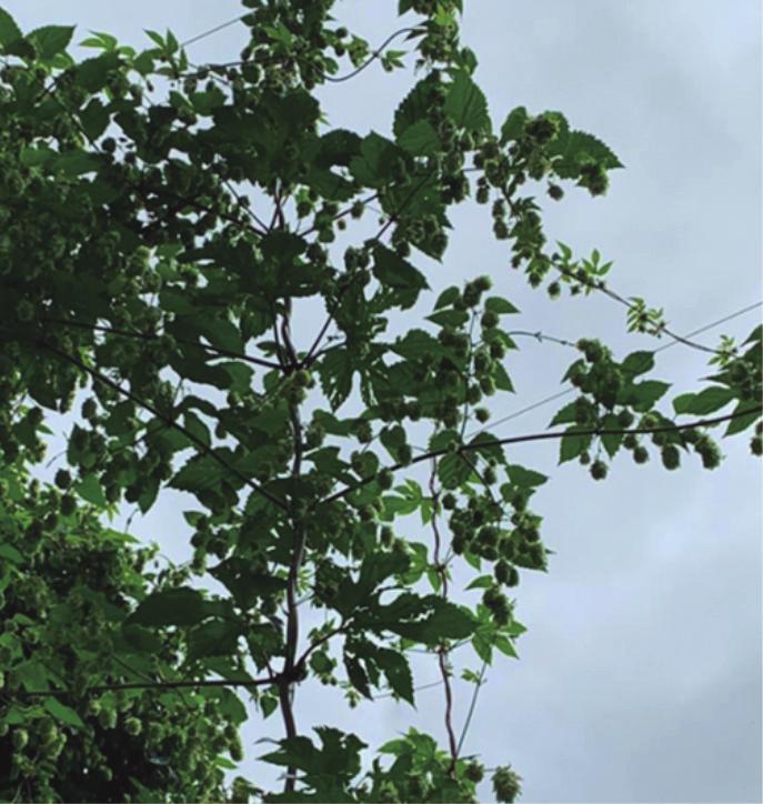 superior da planta de lúpulo Figura 15 - Detalhe de um ramo lateral misto trazendo