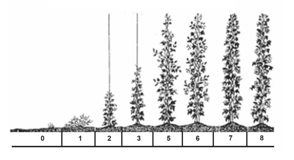 Figura 18 - Código dos diferentes estádios de crescimento da planta de lúpulo