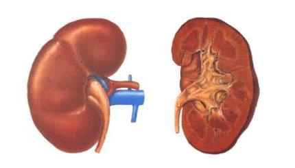 Excreção Excreção renal é a principal Poucos dados disponíveis por causa dos estudos in