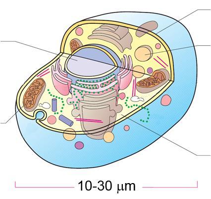 A célula e a permeabilidade Esquema de uma célula humana