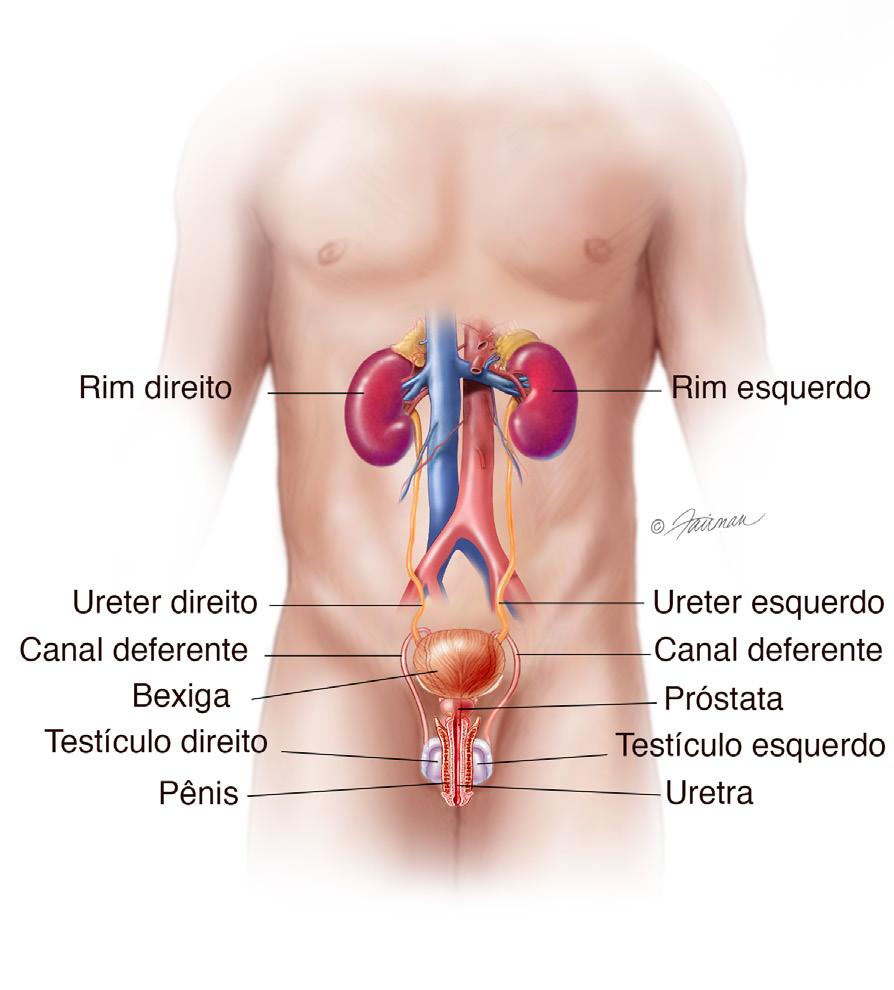 ENTENDENDO OS FATOS O que são cálculos renais? Quais são os sintomas dos cálculos renais? A urina* contém diversos minerais e sais dissolvidos.