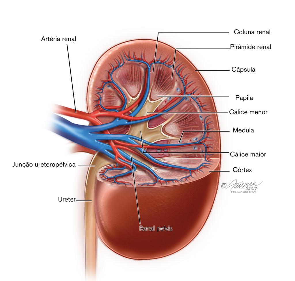 ENTENDENDO OS FATOS Qual é a função dos rins? O que é um tumor renal?