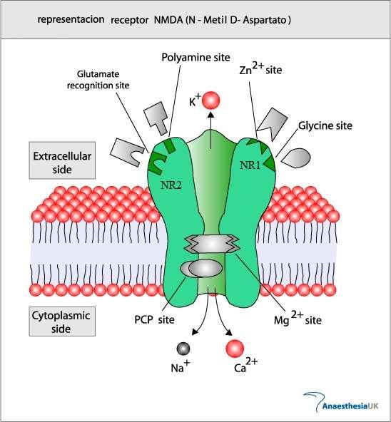 DROGAS USADAS NO COMBATE AO ALCOOLISMO (ACAMPROSATO): Sua eficácia decorre do antagonismo na neurotransmissão do receptor NMDA (via excitatória), mais especificamente, no sítio da glicina (ver