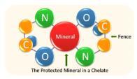 Minerais orgânicos/quelatados Íons metálicos ligados substâncias orgânicas aminoácidos, peptídeos ou complexos polissacarídeos Hidrólise fonte proteica + exposição ao elemento mineral Biossíntese -
