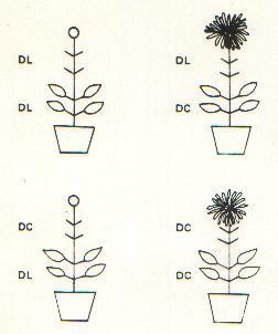 EXPERIMENTOS DE CHAILAKHYAN COM