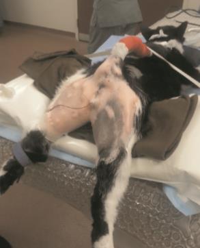 26 Figura 12 - Posição de um gato submetido à uretrostomia perineal.