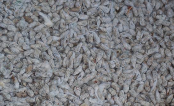 COLEÇÃO SENAR Nº 233 Casquinha de soja É obtida no processamento da extração do óleo do grão da soja, sendo considerada um alimento intermediário entre volumoso e concentrado, por apresentar alta