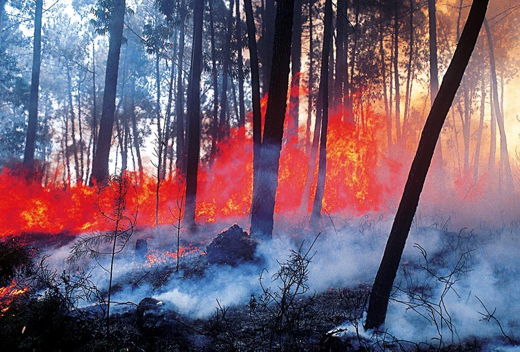 Transformações químicas por ação do calor Os incêndios florestais, que tanto têm devastado o nosso país e muitas outras regiões do planeta, são também transformações