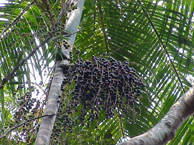 Palmito/açaí juçara: 270 plantas/ha 4000 kg de fruto x R$ 2,00 = R$ 8.000,00. $2.