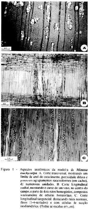 226 Marchiori & Muñiz estreitas (10-15 - 20µm) e de paredes delgadas a espessas (2,5-4,3-5,6µm). Outros caracteres: Anéis de crescimento distintos (Figura 2.A,B).