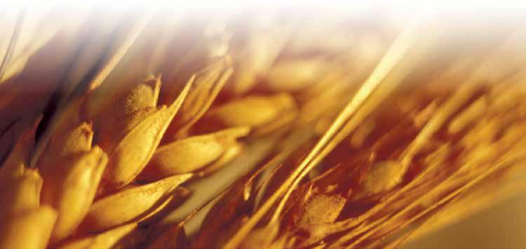 34 f. Trigo A produção de trigo na safra 2018/19 está sendo estimada pela Conab em 5,5 milhões de toneladas. A estimativa do IBGE é de 6,0 milhões de toneladas.