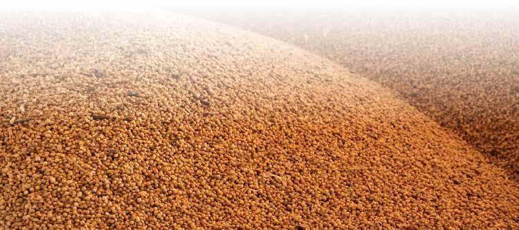 37 g. Complexo Soja Soja Grão A produção de soja no país para 2018/19 está estimada em 114,3 milhões de toneladas.