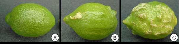 10 Figura 3. Classificação dos frutos de limão (Citrus limon) de acordo com a severidade dos sintomas.