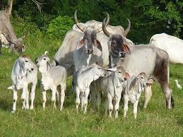 Cria EXERCÍCIO Dentre um rebanho de vacas reprodutoras, foram selecionadas ao acaso 10 animais.