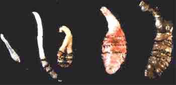 Miíases Dermatobia hominis Ciclo Biológico O período larval varia de acordo com a espécie de hospedeiro e dentro de uma mesma espécie podem ocorrer variações Bovinos e cães (mais acometidos) à fase