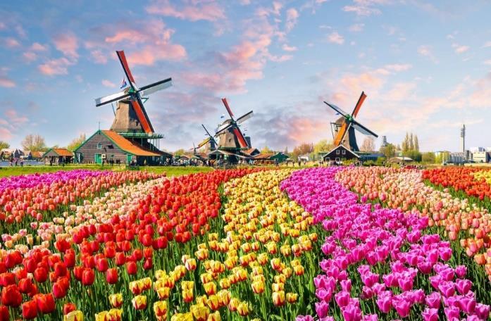 No Parque, durante apenas algumas poucas semanas a cada ano, 7 milhões de tulipas de 800 diferentes variedades colorem uma área de