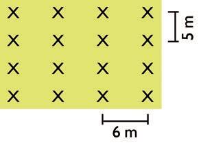 3.1 - Calcule o número de plantas Exemplo 1: Goiaba no espaçamento 6 m x 5 m Espaçamento de 6 m entre fileira (EF) x 5 m entre plantas (EP) Área de 10