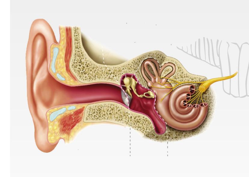 Se você possui perda auditiva nos dois ouvidos, usar dois aparelhos auditivos é a melhor maneira de ouvir mais naturalmente.