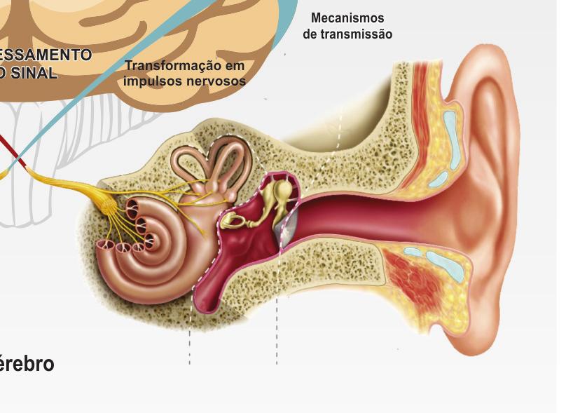 O som é recebido pelo orelha externa e viaja pelo conduto auditivo até o tímpano, na orelha média.