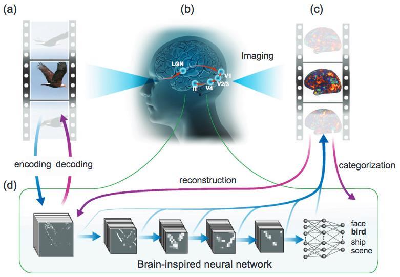 Novo sistema lê a mente com CNNs e deep learning Rede Neural