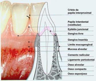 1.4 Osso alveolar O osso alveolar é o principal suporte do órgão dental. É definido, como parte constituinte da mandíbula e das maxilas que formam o suporte dos alvéolos dentários.