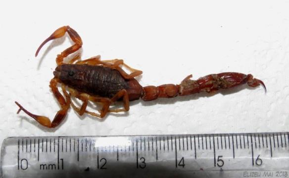 Escorpião - Tytus bahiensis Em média 7 cm Pernas amarelas