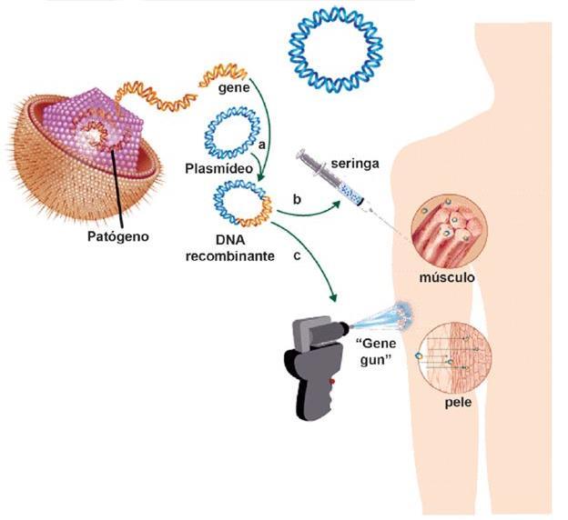 Novas Tecnologias de Vacina Vacina de DNA: plasmídeo codificando proteínas